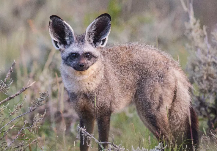The bat-eared fox has an unusual behaviour