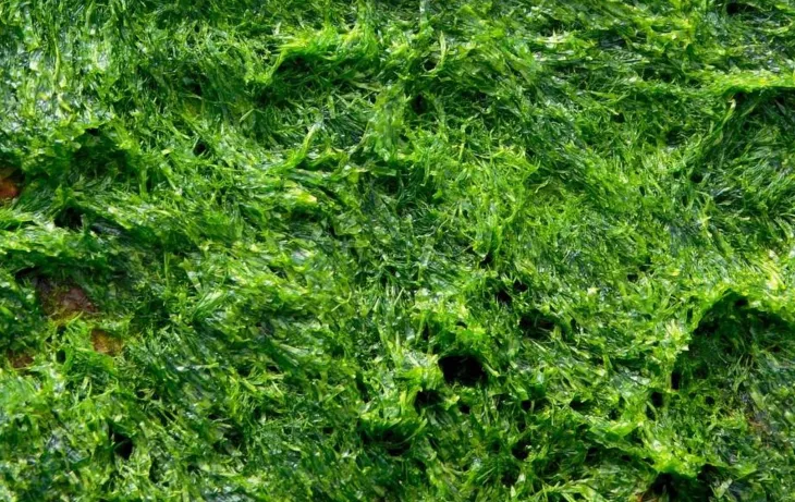 photosynthetic algae