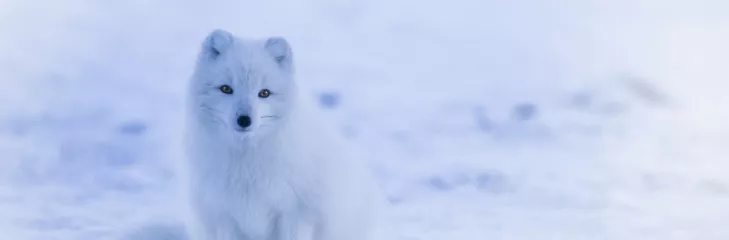 a white fox in the snow