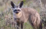 The bat-eared fox has an unusual behaviour