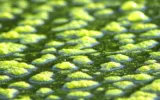 photosynthetic algae